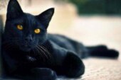 افضل شيخة روحانية مغربية الشيخة ام عبد اللطيف0096176077739-تفسير حلم القطة السوداء
