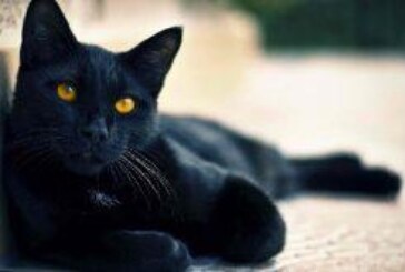 افضل شيخة روحانية مغربية الشيخة ام عبد اللطيف0096176077739-تفسير حلم القطة السوداء