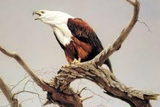 جلب السحر ولو كان في بطن الطير-اقوى وافضل شيخة روحانية مغربية الشيخة ام عبد اللطيف0096176077739